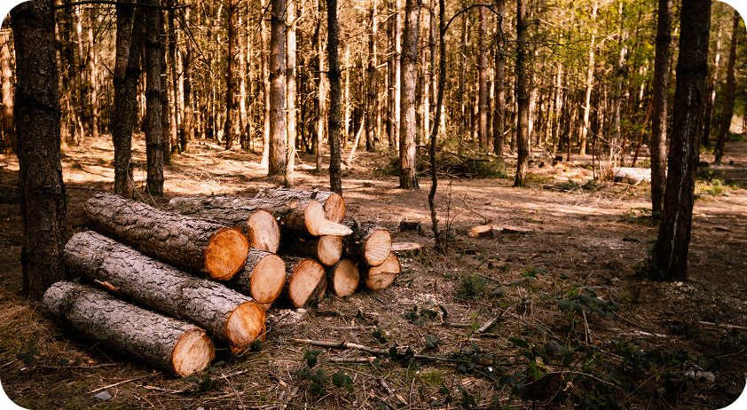 Exploitation forestière